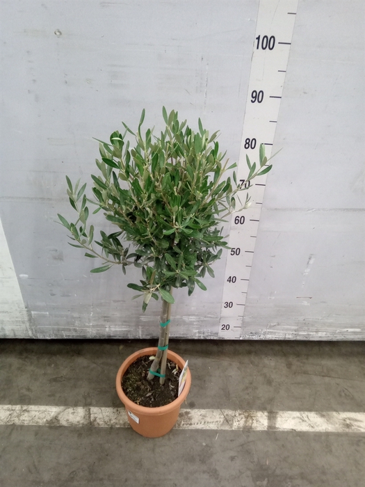 <h4>Olea europaea</h4>