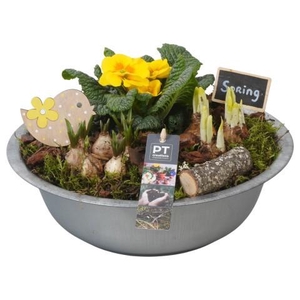 PTBM3785 Arrangement Flower Bulbs Mix in metalen schaal