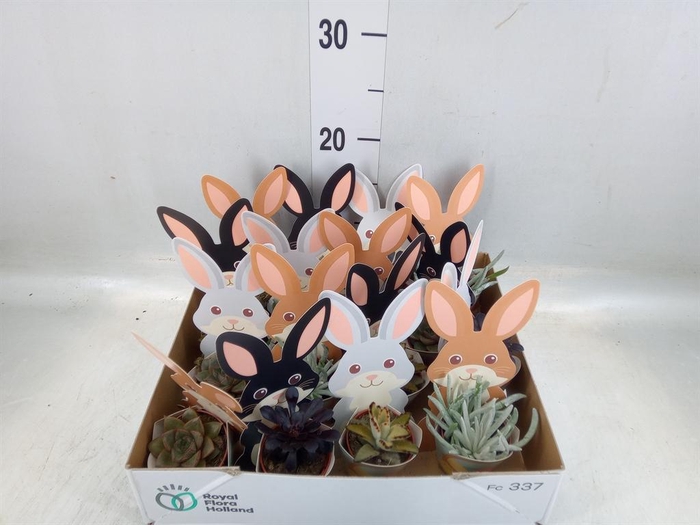 <h4>Arr. Pasen L%</h4>