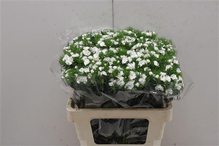 <h4>Di Barb Aldo White</h4>