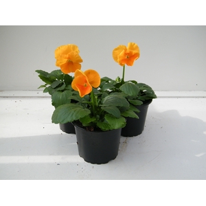 Viola grootbloemig oranje