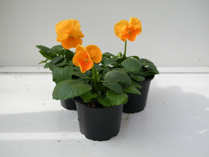 <h4>Viola grootbloemig oranje</h4>