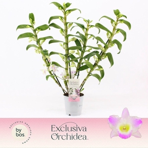 Dendrobium Nobilé, Pandora 4-spike 'Exclusiva Orchidea'