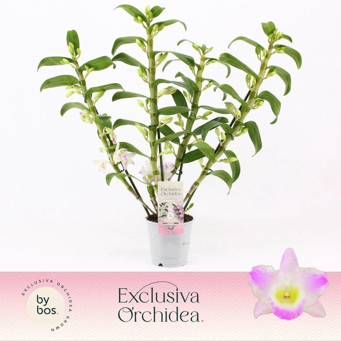 <h4>Dendrobium Nobilé, Pandora 4-spike 'Exclusiva Orchidea'</h4>