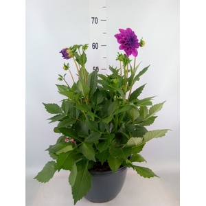 Dahlia  'Dalina Maxi Neon Lilac'