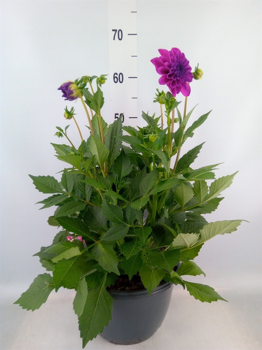 <h4>Dahlia  'Dalina Maxi Neon Lilac'</h4>