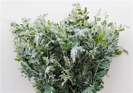 <h4>Acacia Pod Denisboden Long</h4>