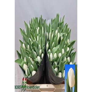 Tulipa si royal virgin