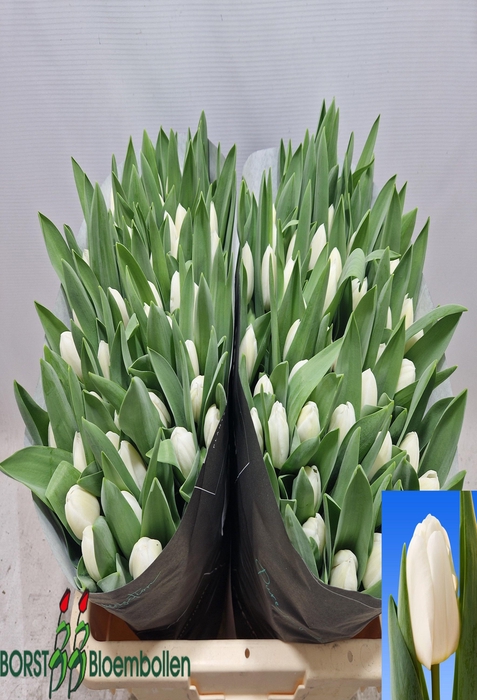 <h4>Tulipa si royal virgin</h4>