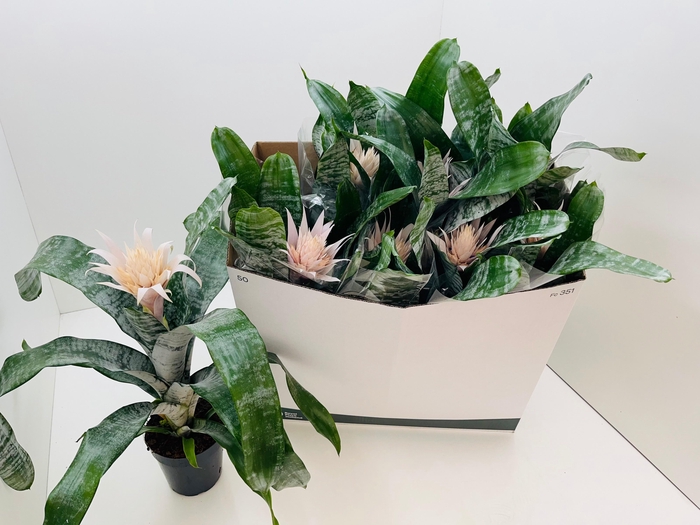 <h4>AECH FAS PRONTOO</h4>