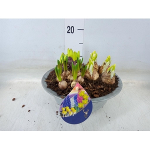 Arr.   Bol/Knolgewas L%