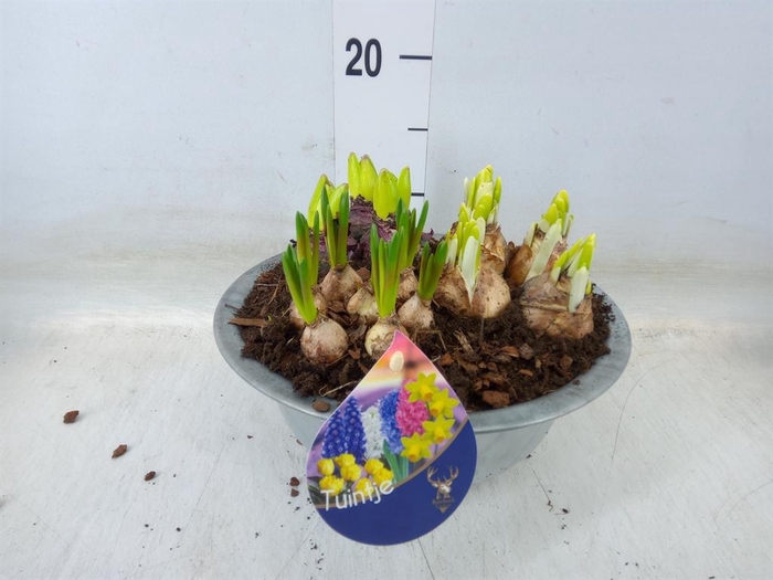 <h4>Arr.   Bol/Knolgewas L%</h4>