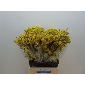 Anigoz Yellow Gem