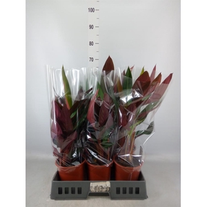 Stromanthe sanguin. 'Stripestar'