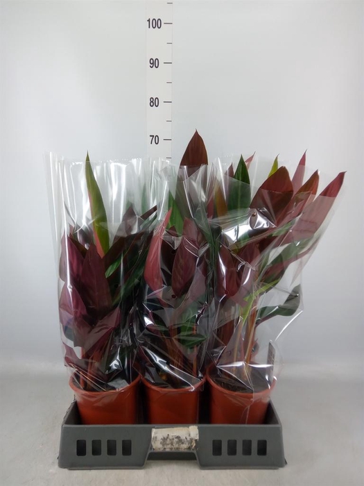 <h4>Stromanthe sanguin. 'Stripestar'</h4>