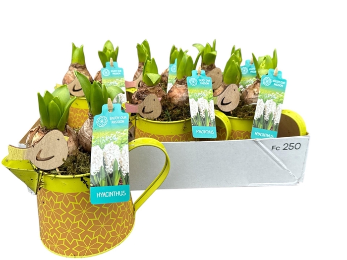 <h4>ARR HYACINTH</h4>