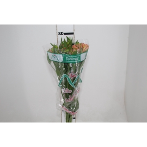 ALSTROEMERIA OPTIMA 080 CM