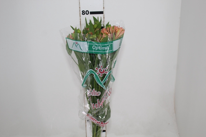 <h4>ALSTROEMERIA OPTIMA 080 CM</h4>