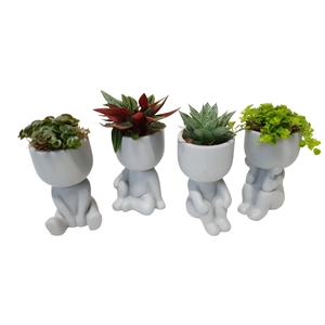 Arr.   Kamerplant Groen L%