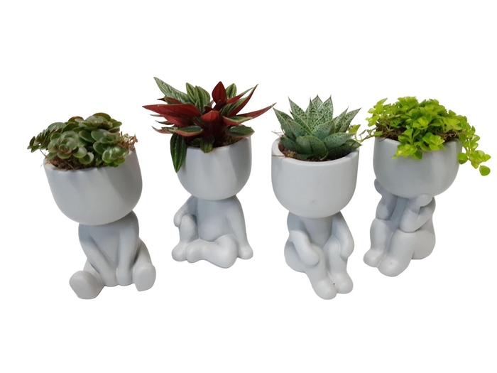 <h4>Arr.   Kamerplant Groen L%</h4>