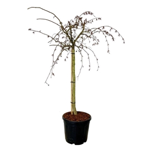 Corylus a. Purple Umbrella