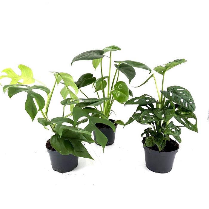 <h4>MONSTERA HYBRID P12 MIX</h4>