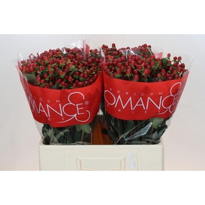 Hypericum Red Light Romance