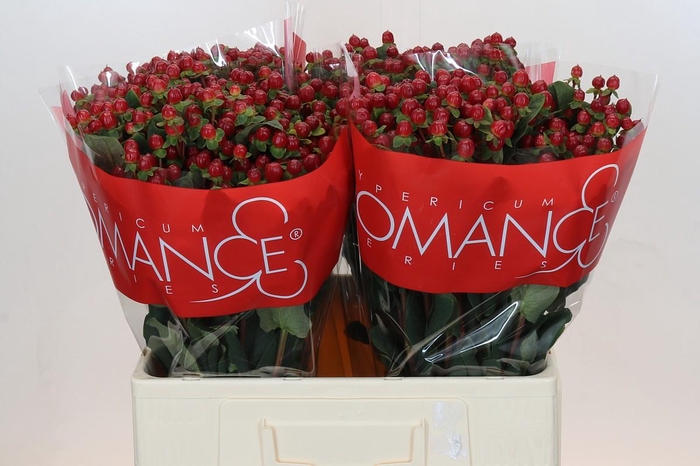 <h4>Hypericum Red Light Romance</h4>