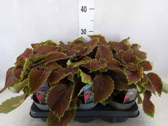 <h4>Plectranthus col. 'MSt Gardner Str'</h4>