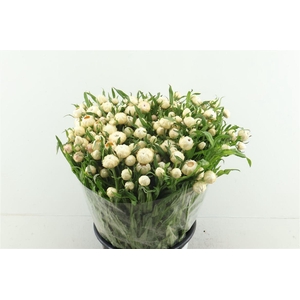 Helichrysum White