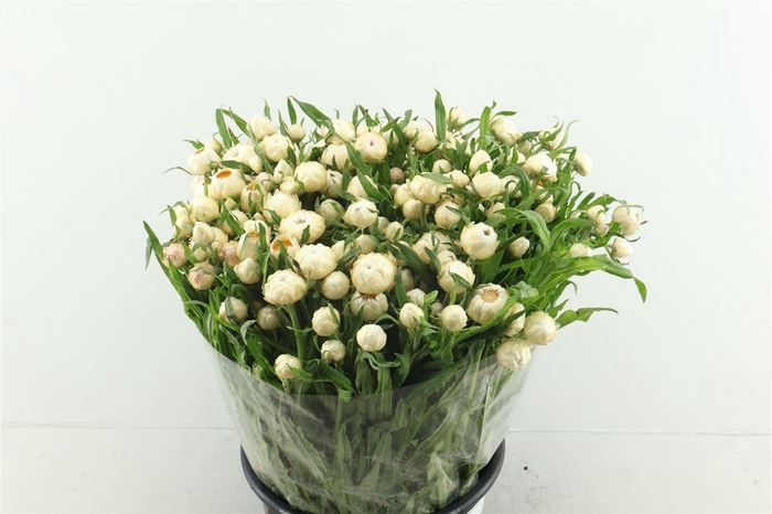 <h4>Helichrysum White</h4>