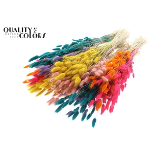 Lagurus per bunch Two Tone Candy Spectrum