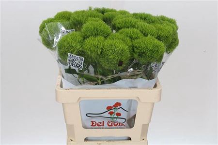<h4>Di Barb Gr Kiwi Mellow</h4>