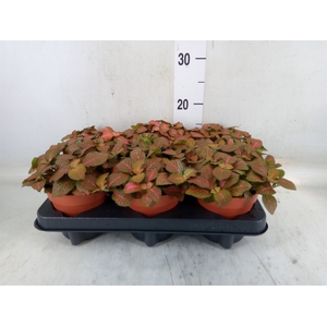 Fittonia verschaf. 'Forest Flame'