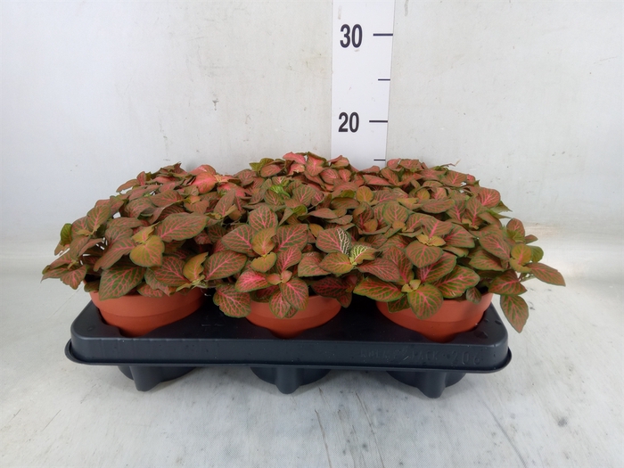<h4>Fittonia verschaf. 'Forest Flame'</h4>