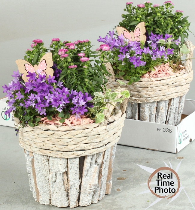<h4>ARR TUINPLANTEN</h4>