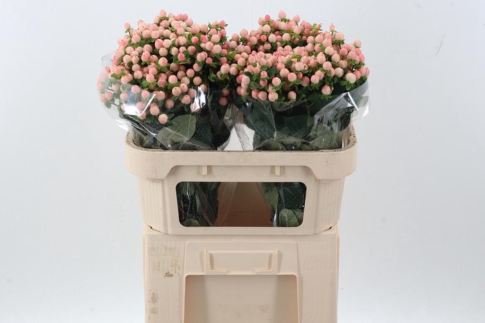 <h4>Hyp Light Pink</h4>