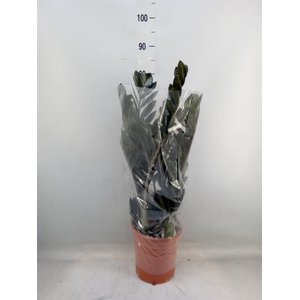 Zamioculcas zamiifolia 'Dowon'