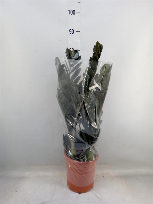 <h4>Zamioculcas zamiifolia 'Dowon'</h4>