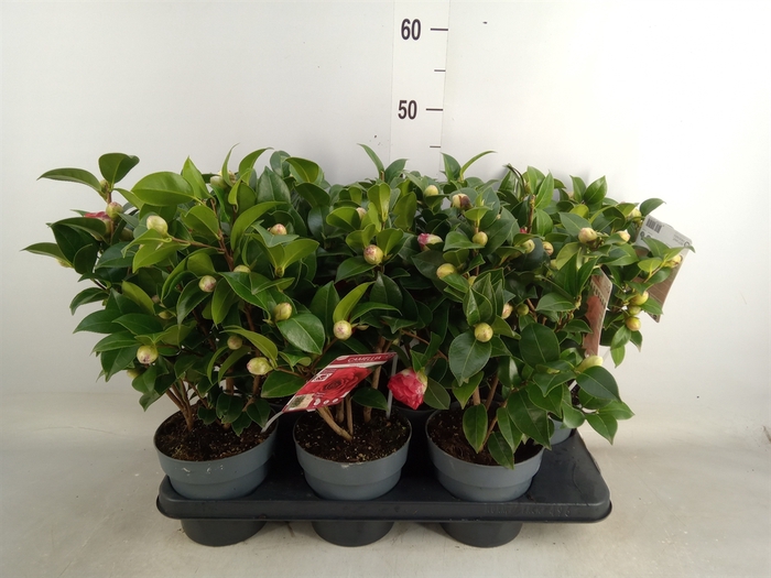 <h4>Camellia japonica</h4>