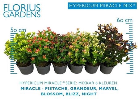 Hyper An Mixk 6 Kleuren
