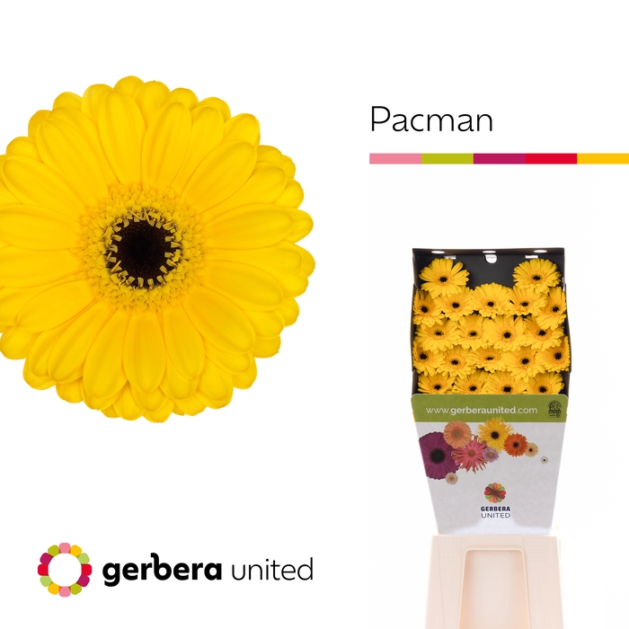 <h4>Germini Pacman Diamond</h4>