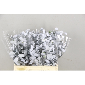 DF Lunaria Bs White