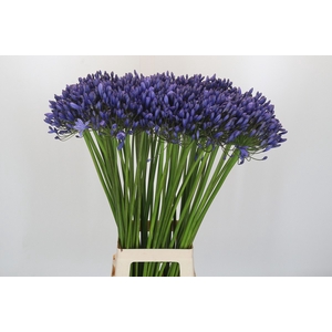 Agapanthus Blue Giant