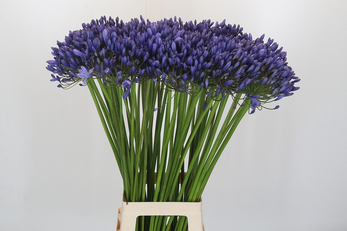 Agapanthus Blue Giant