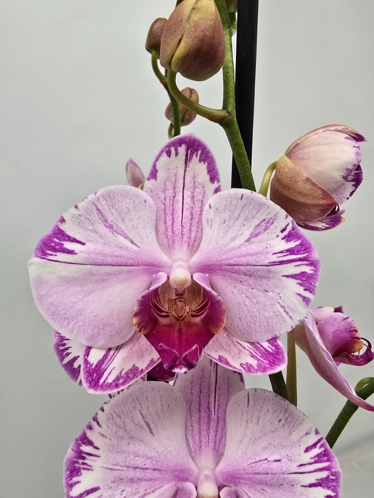 <h4>Limited 77 week 6</h4>