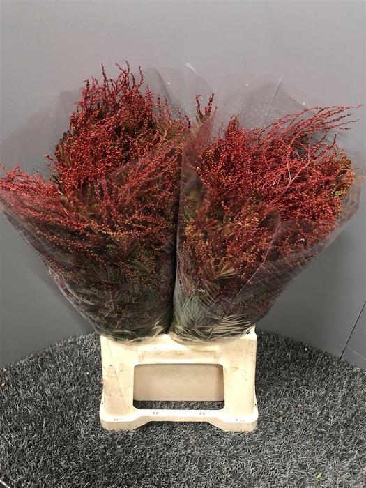 <h4>Acacia Gaulois Abs</h4>