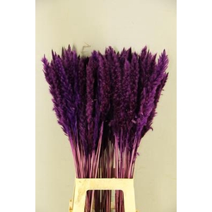 Df Pampas Silvy D.lilac