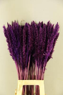 Df Pampas Silvy D.lilac