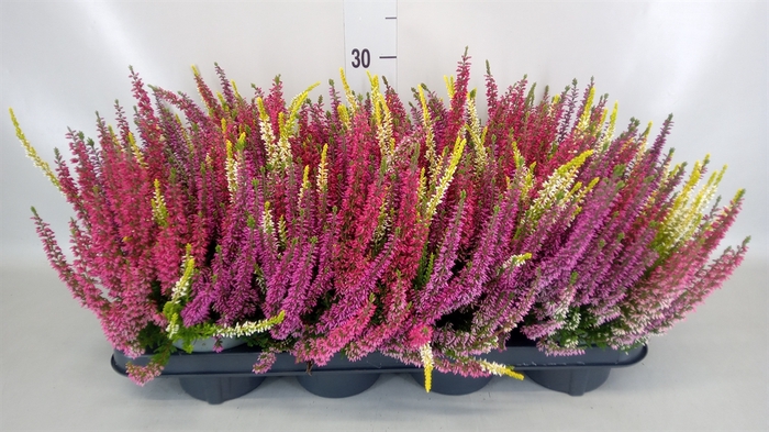 <h4>Calluna vulg. 'Beauty L Milk'  ..mx</h4>